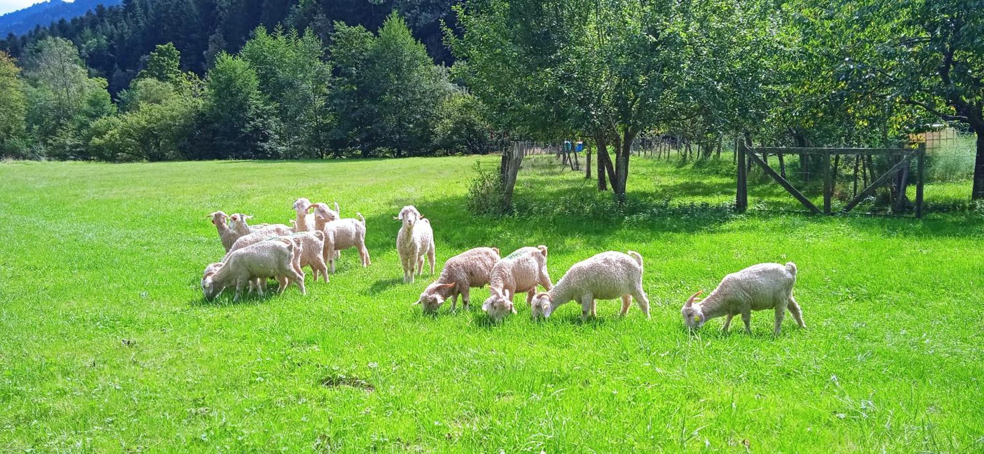 Au Mohair Des Alpy Fougax-et-Barrineuf Exterior foto